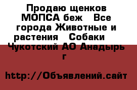 Продаю щенков МОПСА беж - Все города Животные и растения » Собаки   . Чукотский АО,Анадырь г.